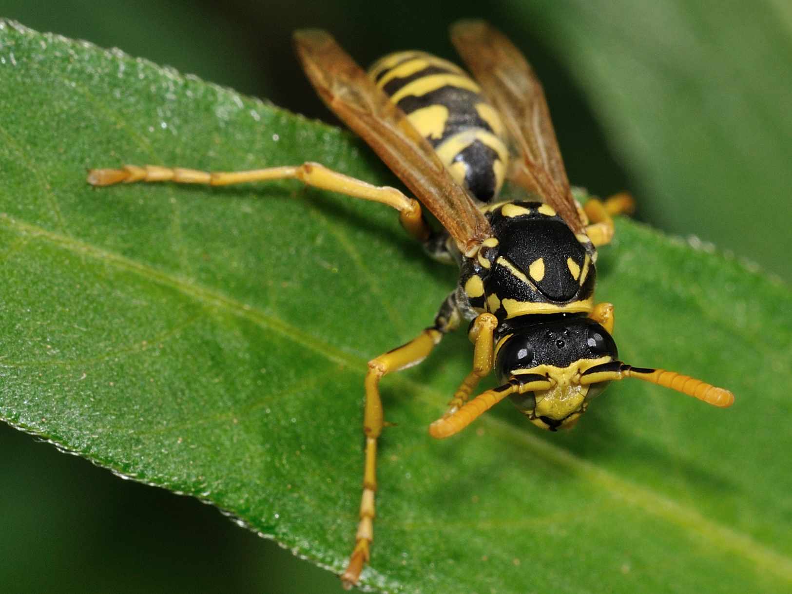 Polistes sp.